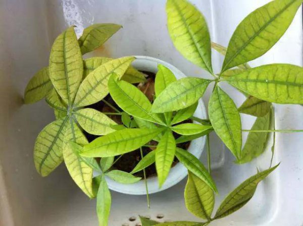 养的发财树叶子发黄怎么办