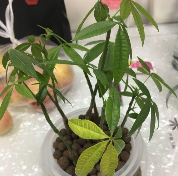 养的发财树叶子发黄怎么办