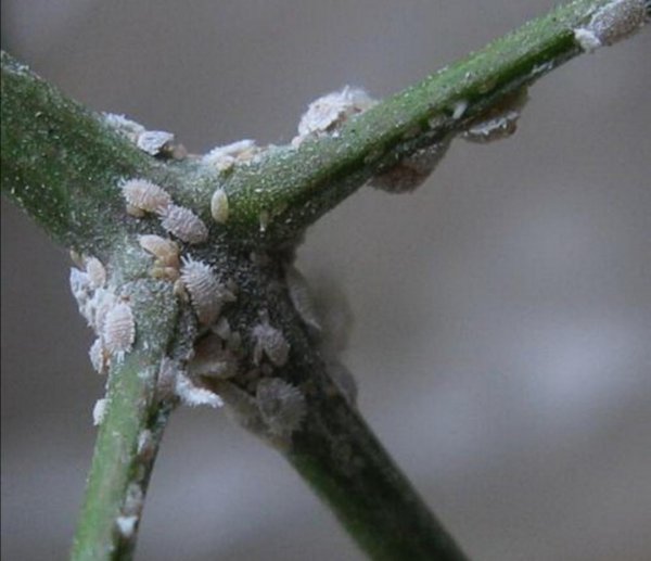 消灭蚧壳虫什么农药最好