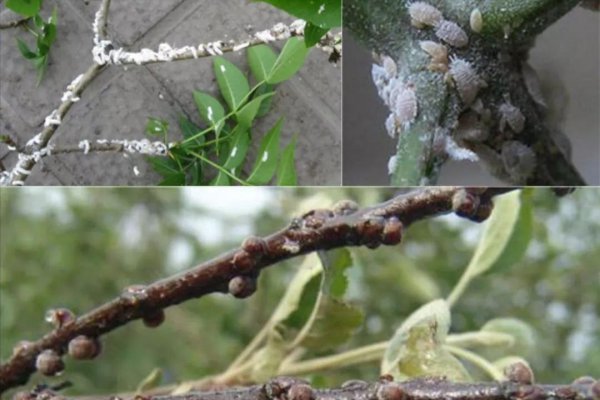 消灭蚧壳虫什么农药最好