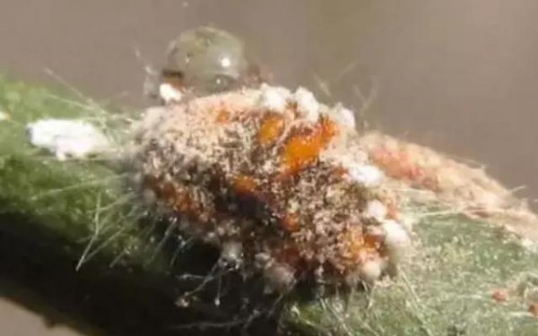 消灭蚧壳虫什么农药最好