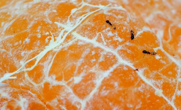 家有蚂蚁怎么根除小妙招