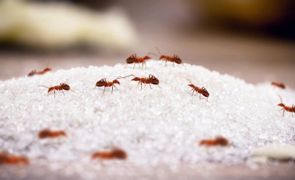 家有蚂蚁怎么根除小妙招