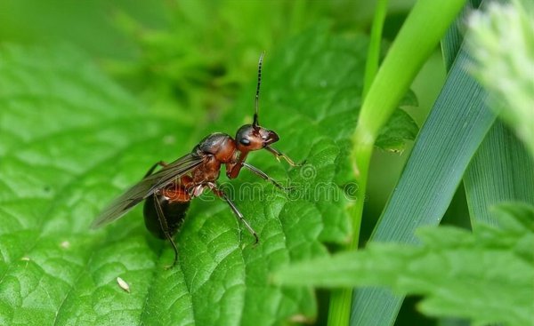 家有蚂蚁怎么根除小妙招