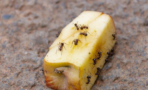 家有蚂蚁怎么根除小妙招