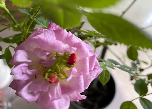 羊粪能直接种花吗