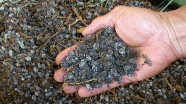 羊粪能直接种花吗