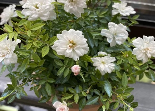 羊粪能直接种花吗