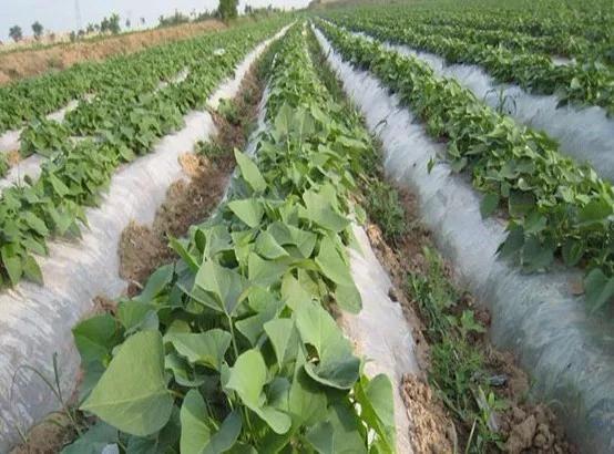 红薯秧过旺疯长怎样控制