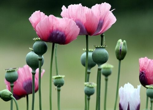 代表死亡的花语是什么花