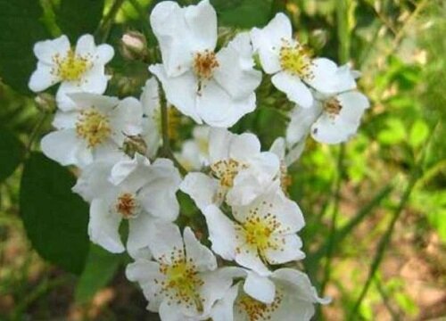 代表死亡的花语是什么花