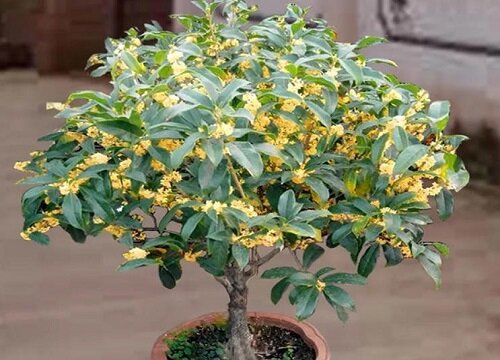 代表死亡的花语是什么花