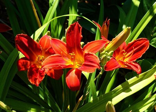 百合花可以泡脚吗