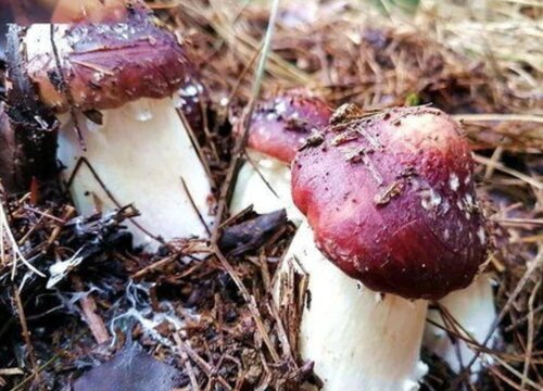 种植赤松茸一亩多少成本