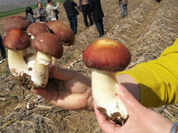 种植赤松茸一亩多少成本