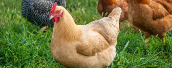 属鸡办公室摆什么植物