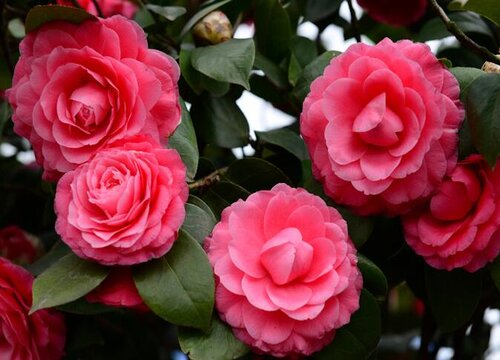 茶花如何养护不黄叶不烂根