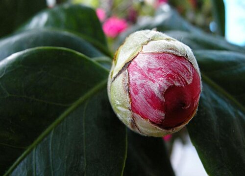 茶花如何养护不黄叶不烂根