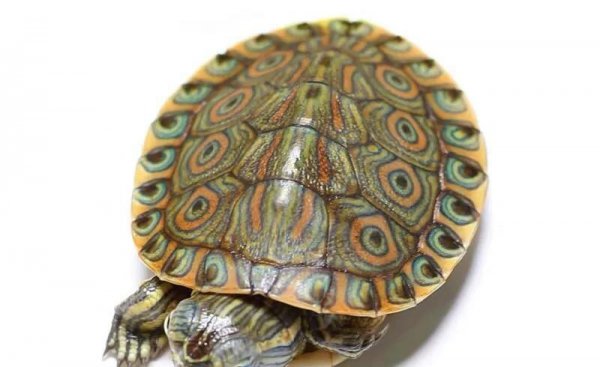 乌龟的种类和图片