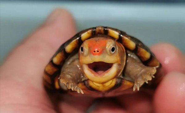 乌龟的种类和图片