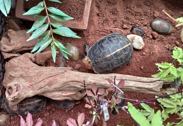 乌龟的种类和图片