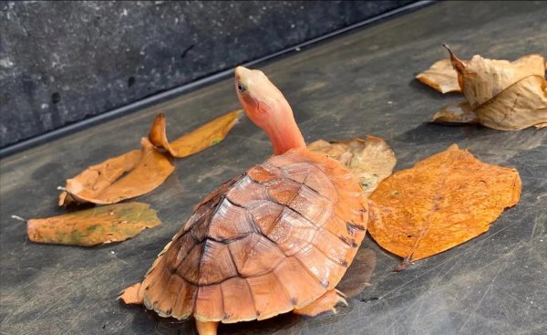 乌龟的种类和图片