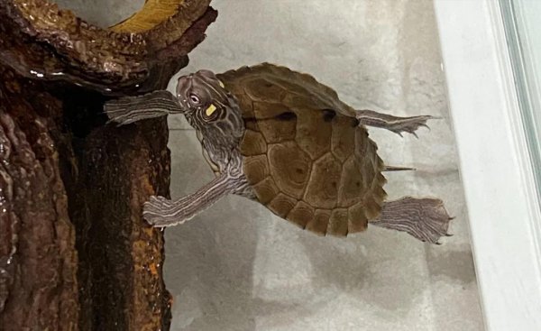 乌龟的种类和图片