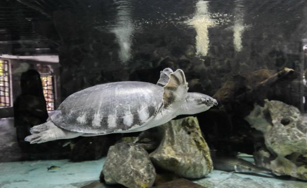 乌龟的种类和图片