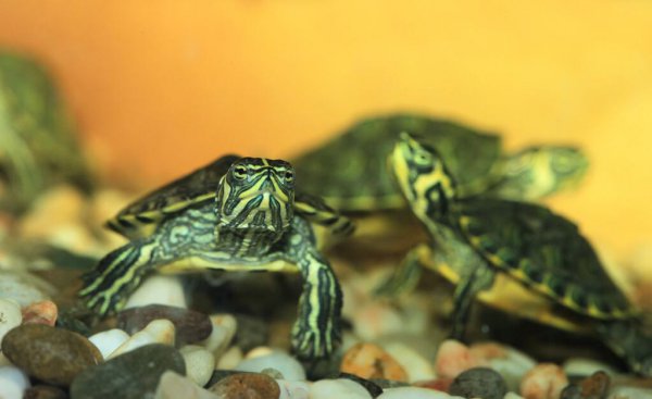 乌龟的种类和图片