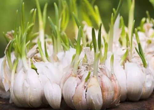 蒜苗种子的种植方法