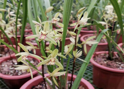 6月份可以给兰花施肥吗