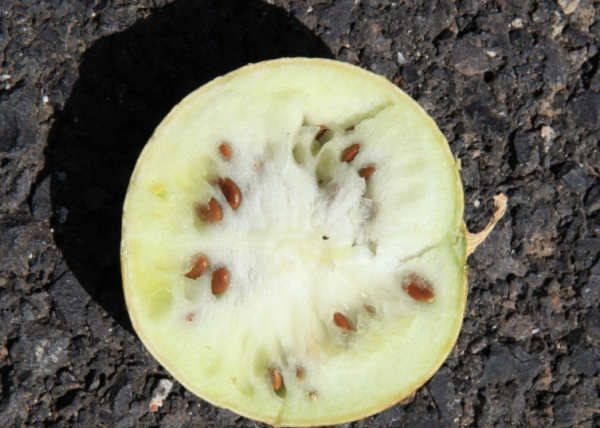 沙漠里有什么东西