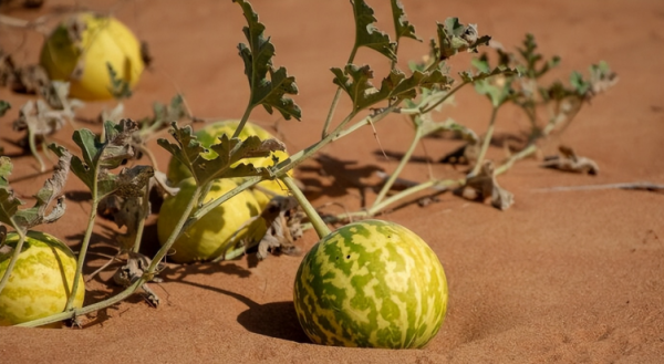 沙漠里有什么东西