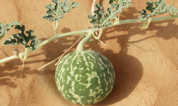 沙漠里有什么东西