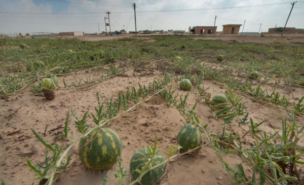 沙漠里有什么东西