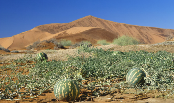沙漠里有什么东西