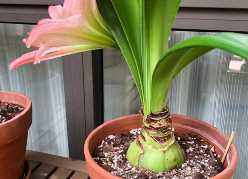 为什么朱顶红长叶不开花