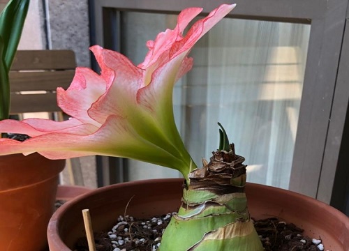 为什么朱顶红长叶不开花