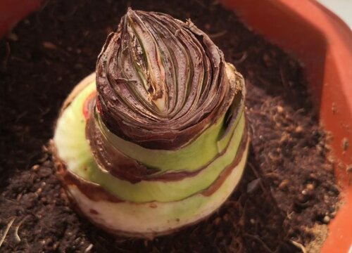 为什么朱顶红长叶不开花