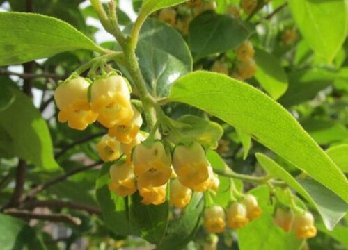 柿子树会开花吗