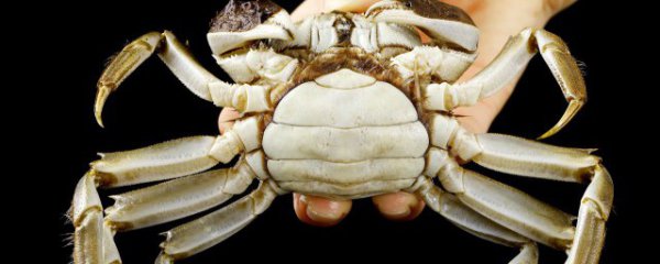 螃蟹存放冰箱里能存几天不死