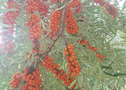 沙棘果树什么时候栽种合适