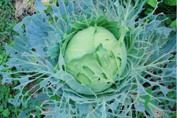 菜叶上有很多小虫子怎么去除