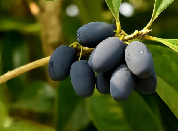 十大珍稀名贵桂花介绍