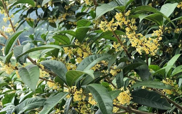 十大珍稀名贵桂花介绍