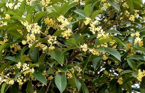 十大珍稀名贵桂花介绍