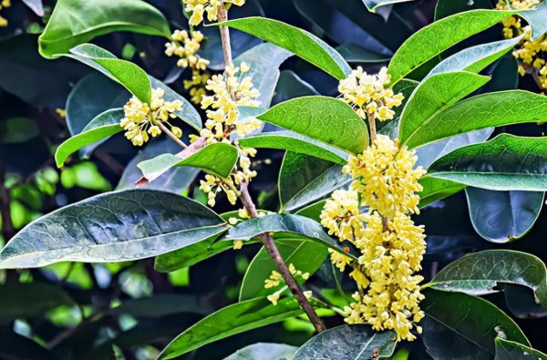 十大珍稀名贵桂花介绍