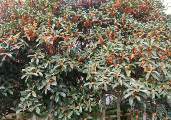 十大珍稀名贵桂花介绍