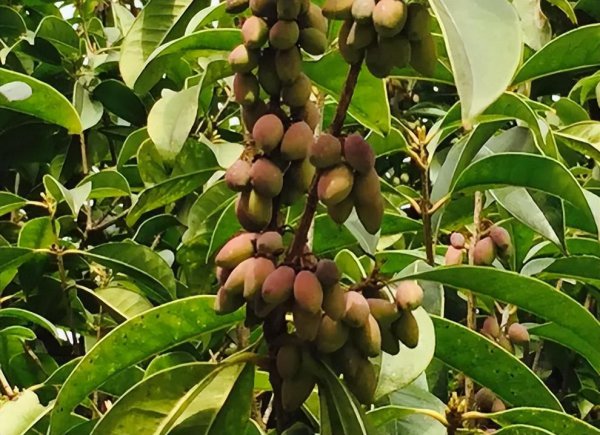 十大珍稀名贵桂花介绍