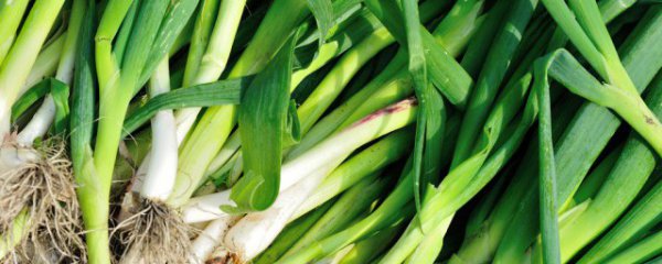 新鲜蒜叶怎么保存一直新鲜